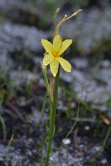 Moraea pyrophila