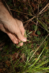 Hibbertia salicifolia