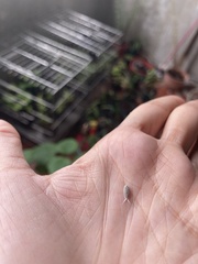 Insecta