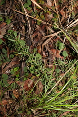 Hibbertia salicifolia