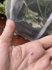 Insecta
