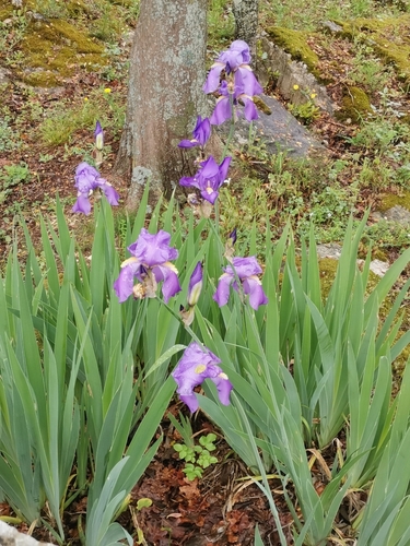 Blijeda perunika (Iris pallida)