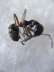 Dolichoderus feae
