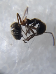 Dolichoderus feae