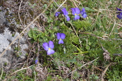 Viola calcarata