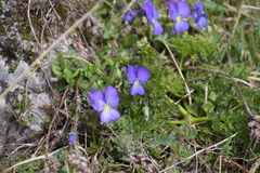 Viola calcarata