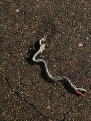 Afrotyphlops schlegelii