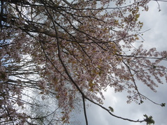 Prunus sargentii