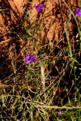 Oocephala staehelinoides