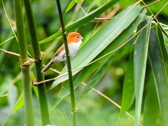 Chleuasicus atrosuperciliaris