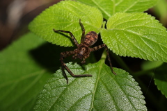 Heteropoda procera