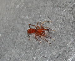 Castianeira trilineata