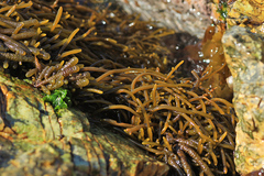 Splachnidium rugosum