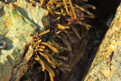 Splachnidium rugosum