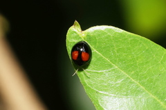 Argopistes coccinelliformis