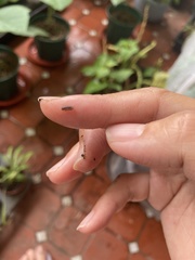 Armadillidium