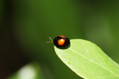 Argopistes coccinelliformis