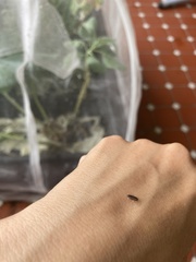 Armadillidium