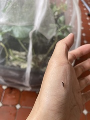 Armadillidium