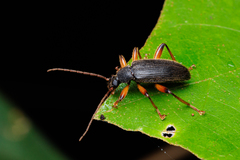 Strongylium erythrocephalum