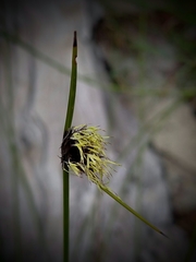 Mesomelaena pseudostygia