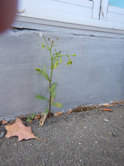 Senecio vulgaris