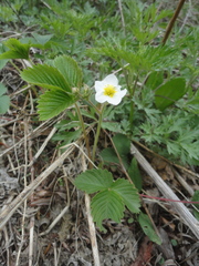 Fragaria orientalis