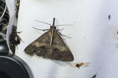 Oxaenanus brontesalis