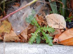Senecio vulgaris