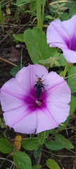 Campsomeriella