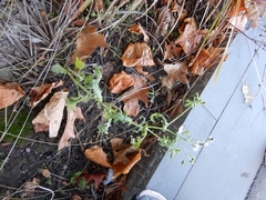 Senecio vulgaris