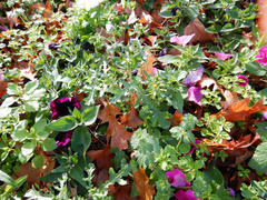 Senecio vulgaris