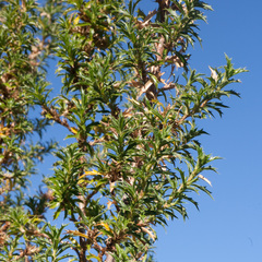 Cliffortia phillipsii