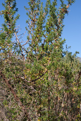 Cliffortia phillipsii