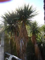 Cordyline australis