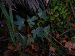 Acer pseudoplatanus