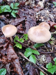 Psathyrella spadiceogrisea