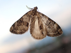 Thera britannica