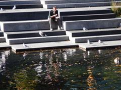Larus dominicanus dominicanus