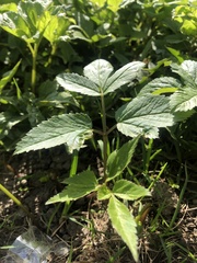 Aegopodium podagraria