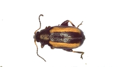 Phyllotreta nemorum