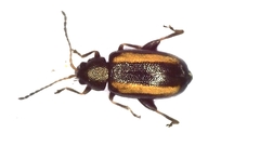 Phyllotreta nemorum