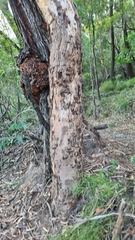 Eucalyptus punctata