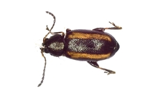 Phyllotreta nemorum