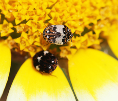 Anthrenus isabellinus