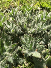 Cirsium vulgare