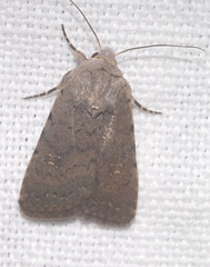 Caradrina flavirena