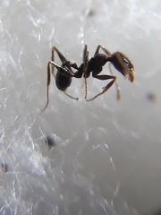 Pheidole wroughtonii