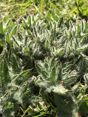 Cirsium vulgare