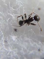 Pheidole wroughtonii
